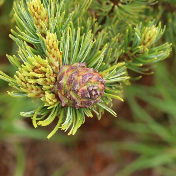 Pinus pumila फल