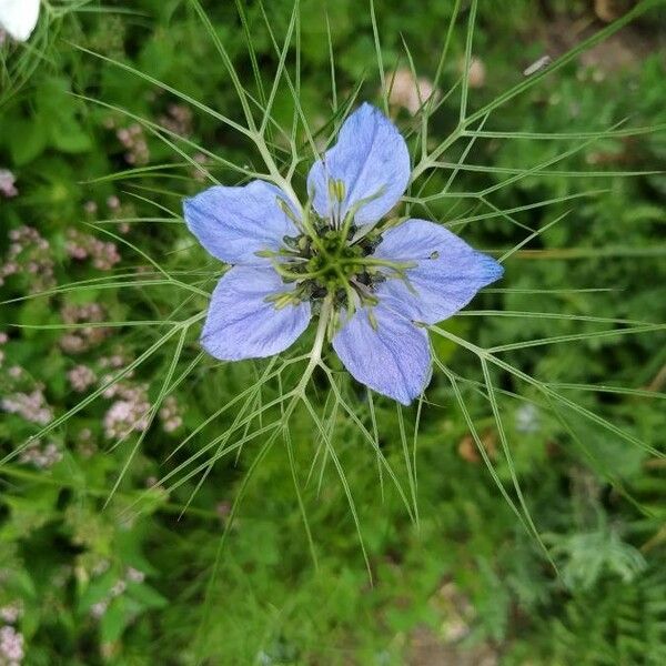 Nigella damascena Kwiat