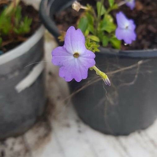 Browallia americana Flower