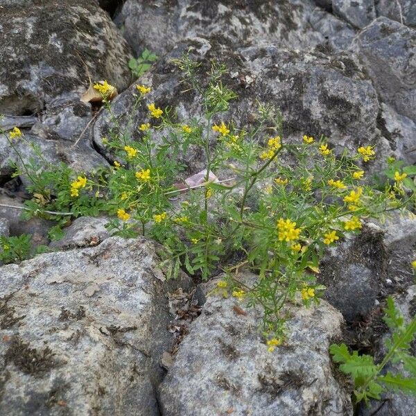 Rorippa sylvestris आदत