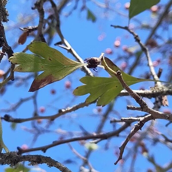 Crataegus azarolus Φύλλο