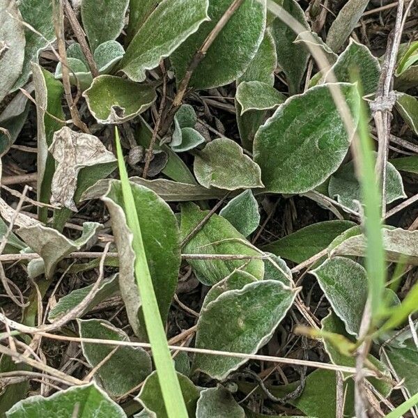 Antennaria plantaginifolia Blad