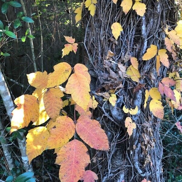 Toxicodendron radicans Hoja