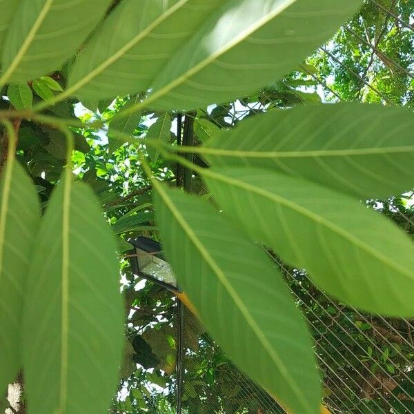 Annona squamosa Liść