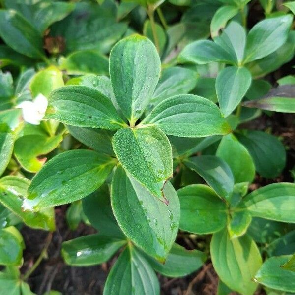 Cornus canadensis Fuelha