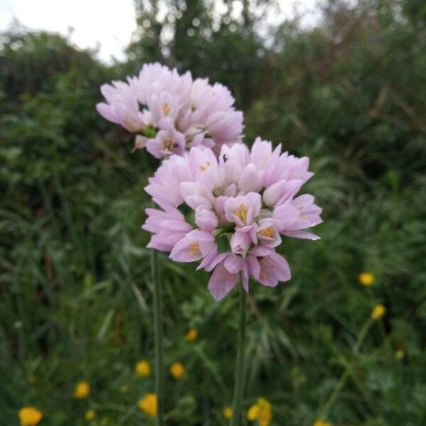 Allium roseum Flower