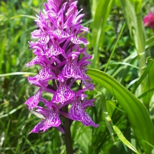 Dactylorhiza majalis Цвят