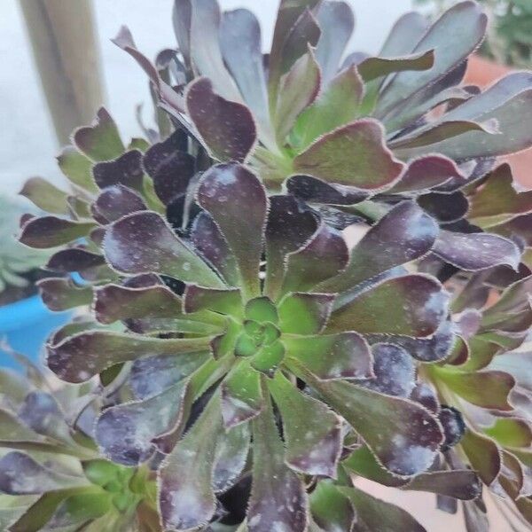 Aeonium arboreum ᱥᱟᱠᱟᱢ