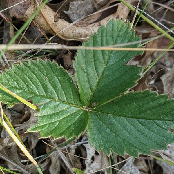 Fragaria virginiana Liść