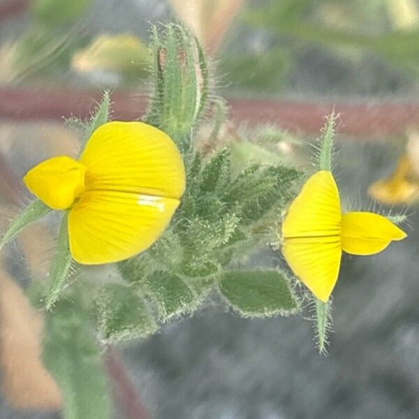 Ononis pubescens Flower