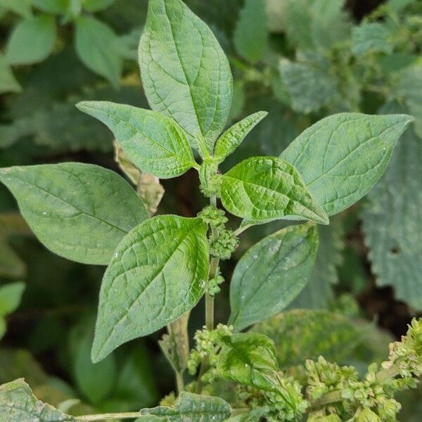 Parietaria officinalis Fulla