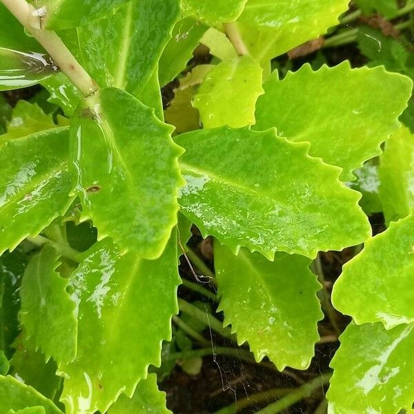 Hylotelephium telephium Leaf