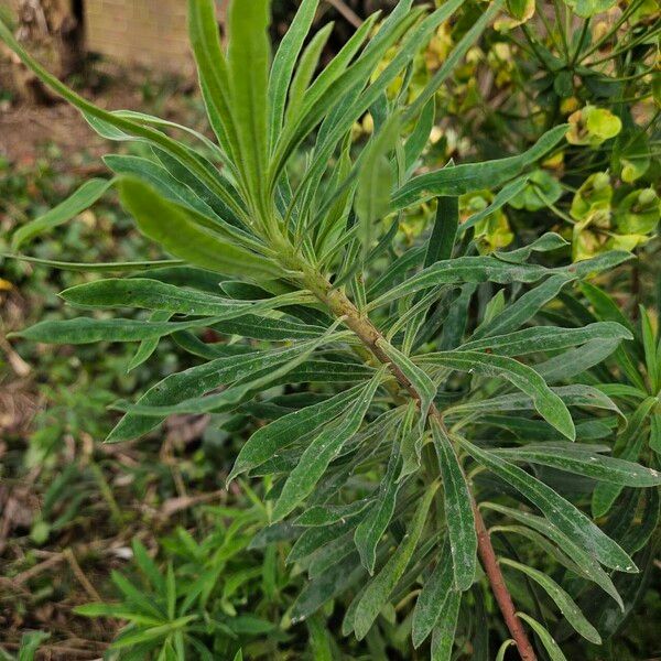 Euphorbia esula Blad