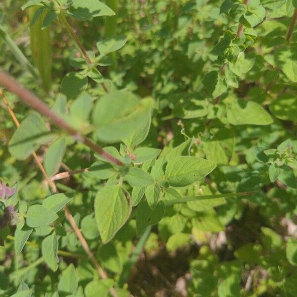 Origanum vulgare Leaf