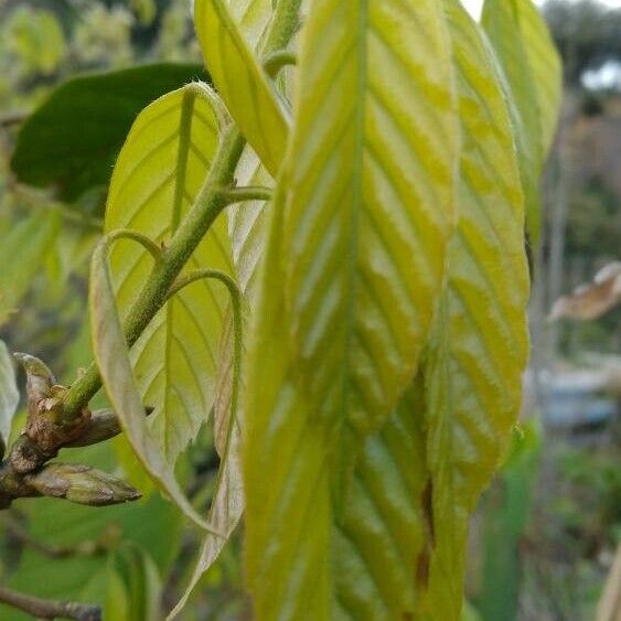 Quercus glauca পাতা