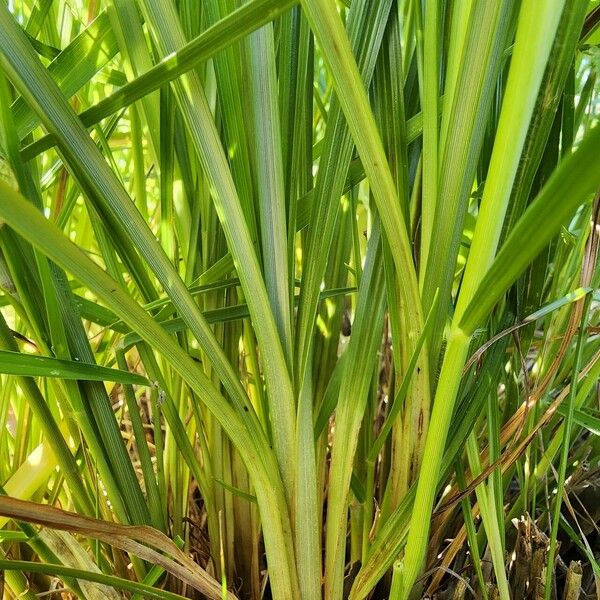 Cenchrus orientalis Folha