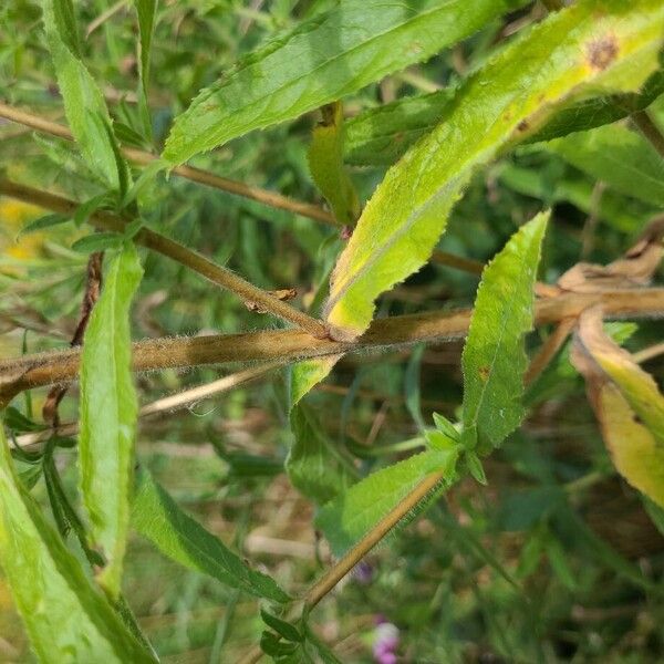 Epilobium hirsutum 樹皮