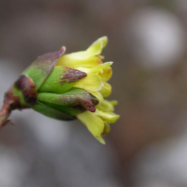Lonicera litangensis