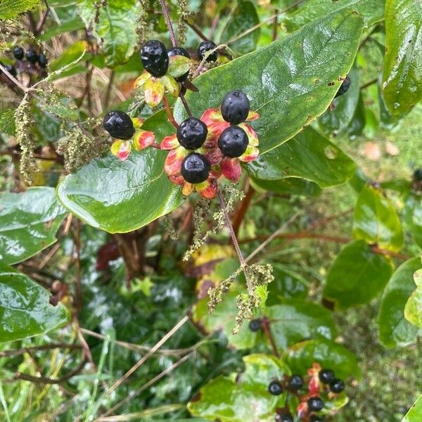 Hypericum androsaemum Fruit