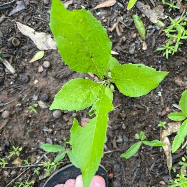 Verbesina virginica Blad