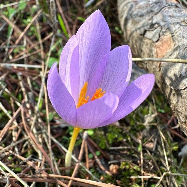 Crocus autumnalis Floare