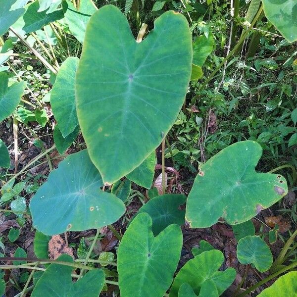 Colocasia esculenta Frunză