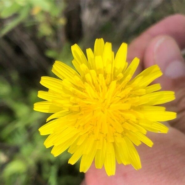 Sonchus tenerrimus Blüte