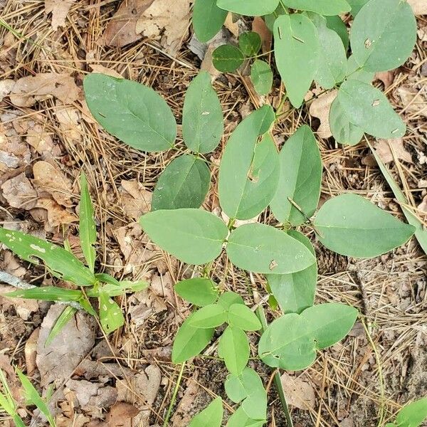 Clitoria mariana Leaf