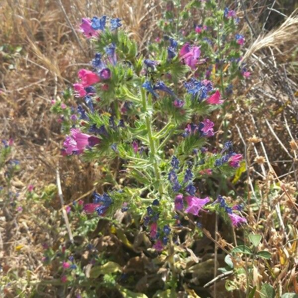 Echium albicans Hoja