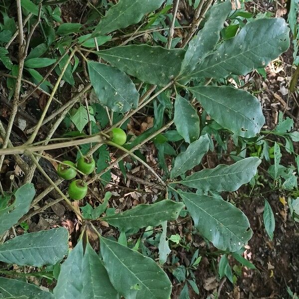 Vitex doniana Leaf