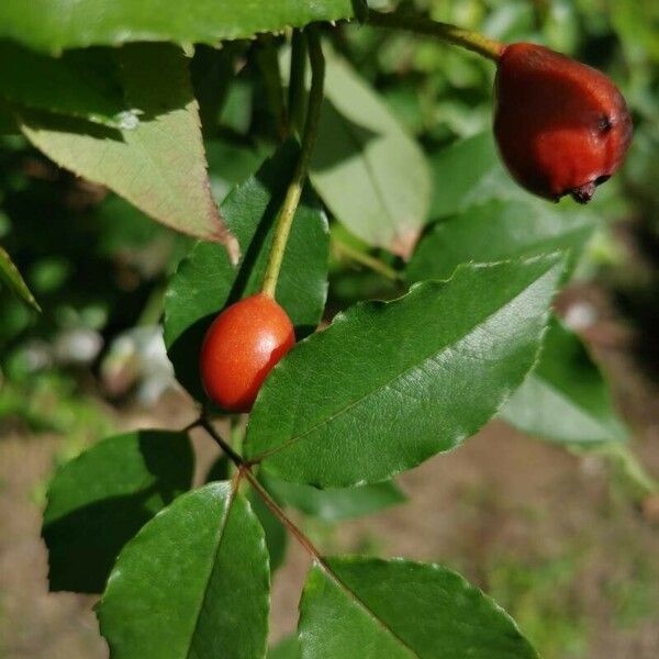 Rosa sempervirens Fruitua