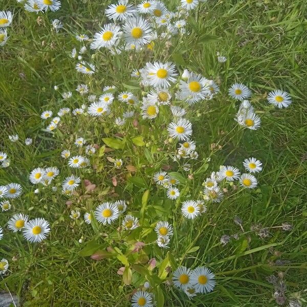 Erigeron annuus Elinympäristö