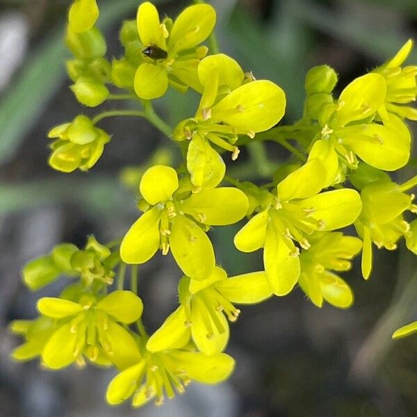 Biscutella laevigata Blodyn