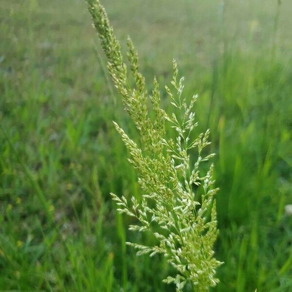 Poa trivialis Blomma