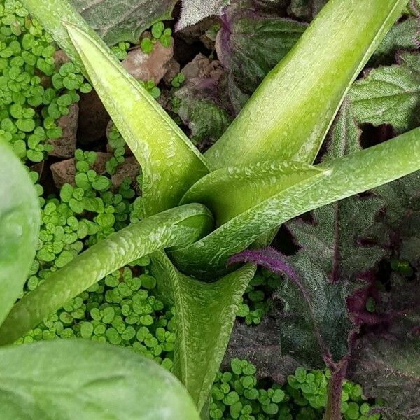 Alocasia cucullata Écorce