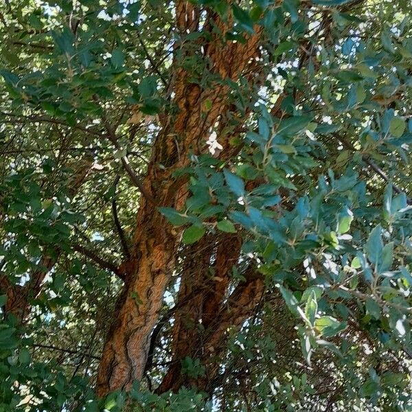 Quercus suber Habit