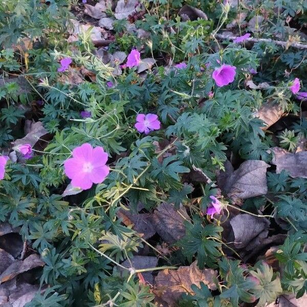 Geranium sanguineum Habit