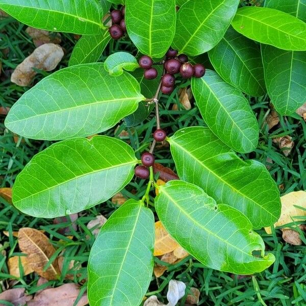 Ficus tinctoria Ďalší