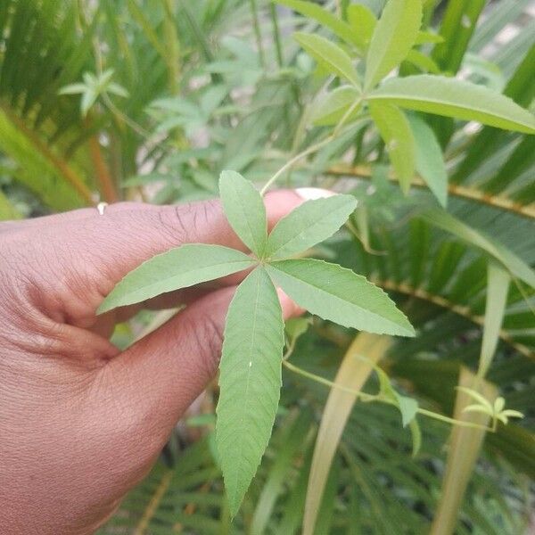 Ipomoea cairica 葉