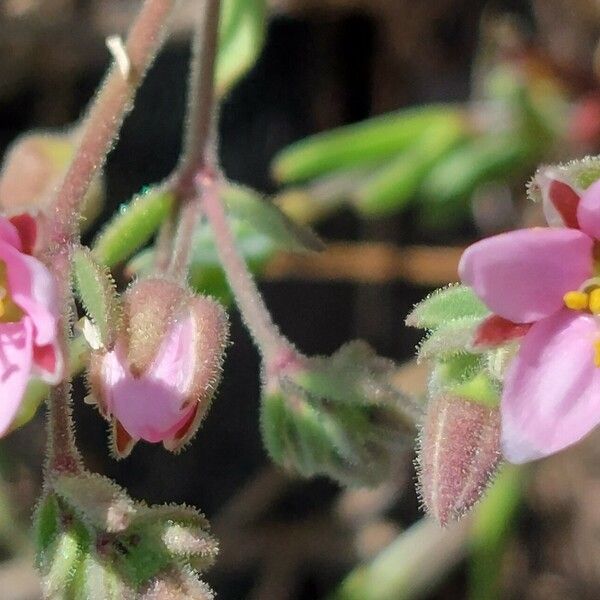 Rhodalsine geniculata Kukka