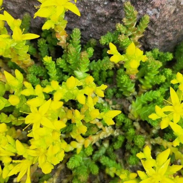 Sedum acre Flower