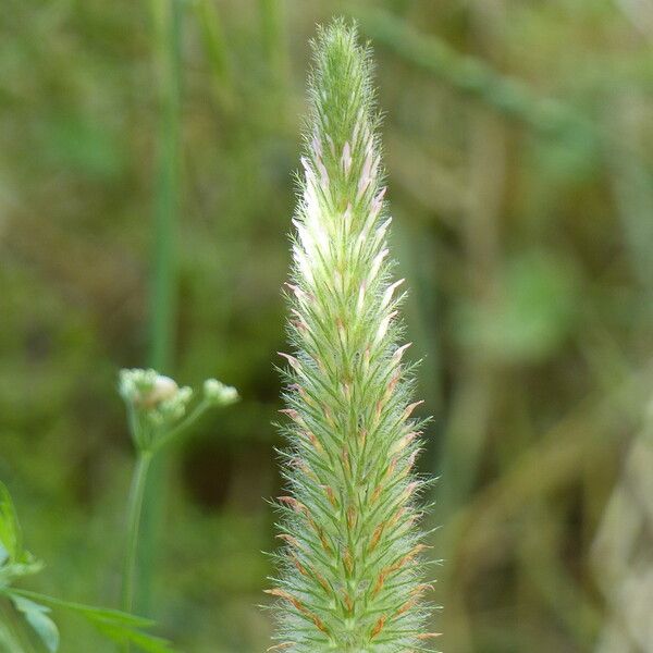 Trifolium angustifolium Kwiat