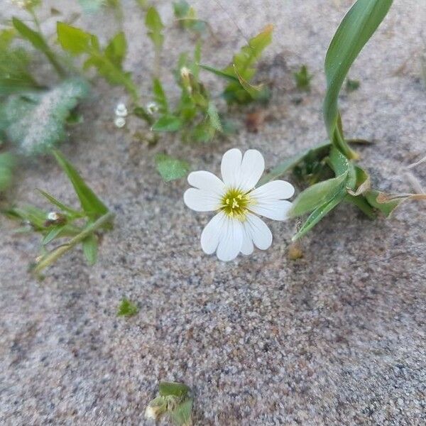 Cerastium semidecandrum Flower