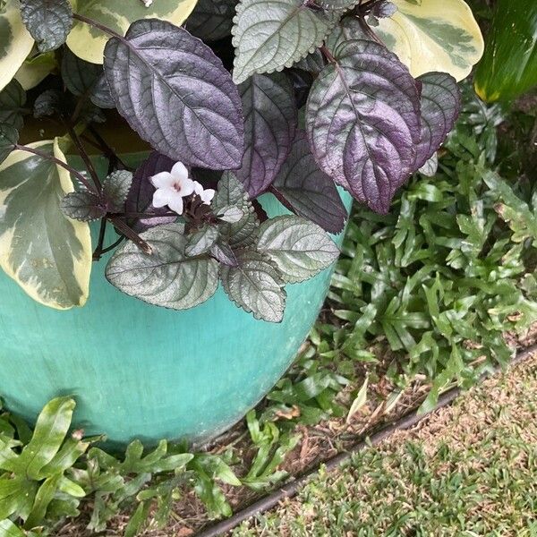 Strobilanthes alternata Žiedas