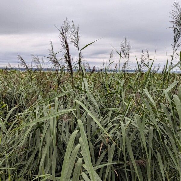 Phragmites australis 整株植物