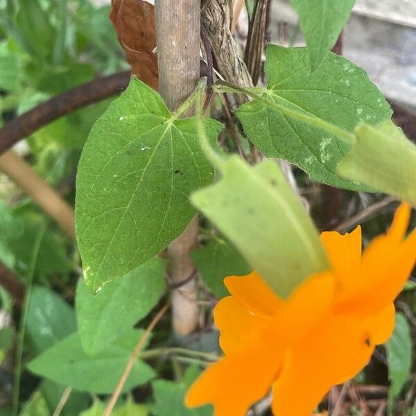 Thunbergia alata Leaf