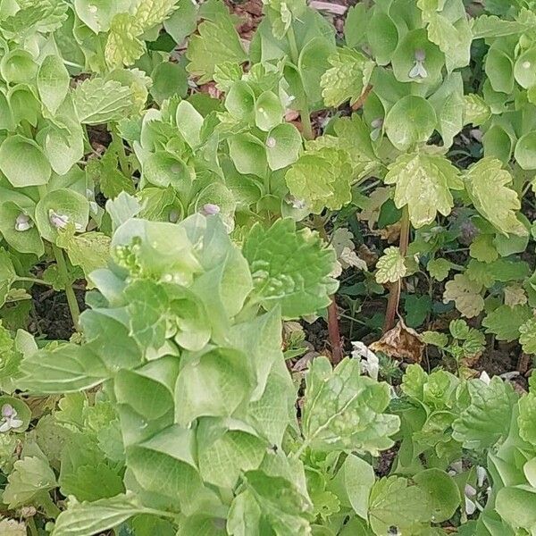 Moluccella laevis Leht