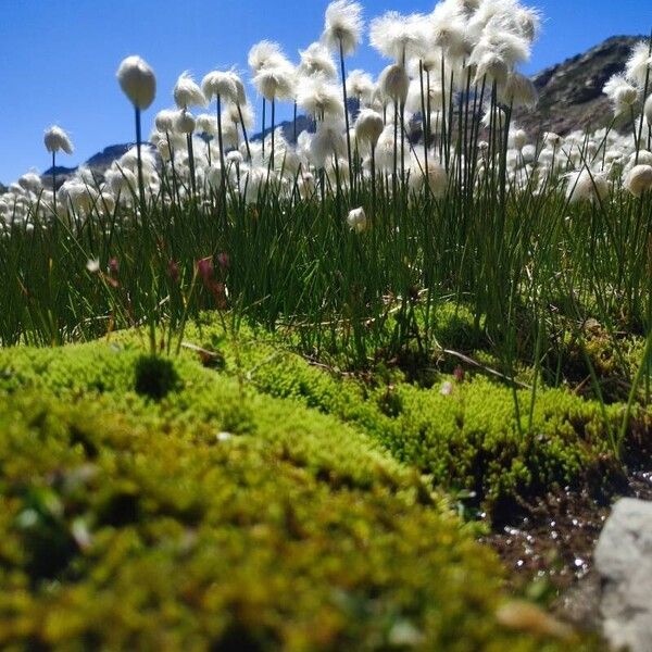 Eriophorum scheuchzeri Цветок