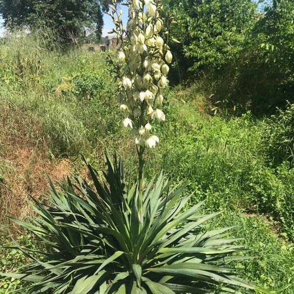 Yucca filamentosa برگ