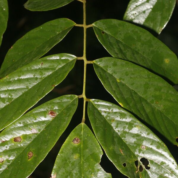 Machaerium floribundum Folha